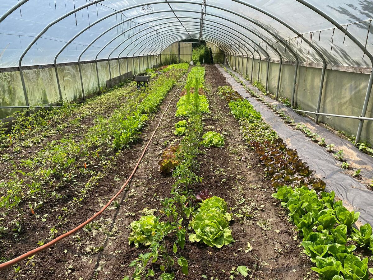 Rows of fresh greens growing inside the Rising Oak Farm greenhouse