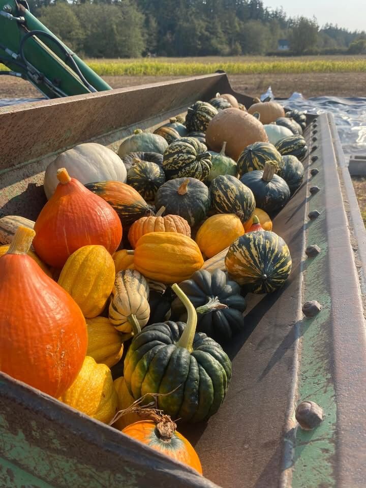 Harvested squash and gourds in trailer